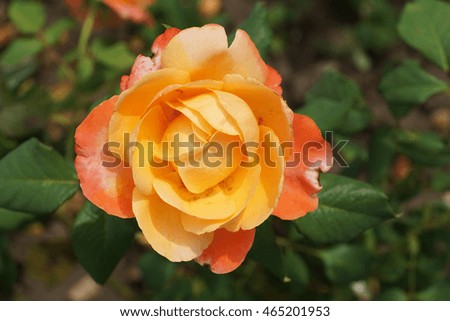 Close-up of a yellow-orange inflorescences caucasian rose variety with wavy petals and green leaves on a background of the soil                               