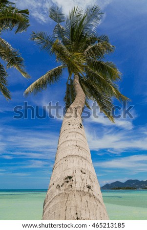 Palm tree on the beach,  blue sky. Tropical, Thailand, Samui