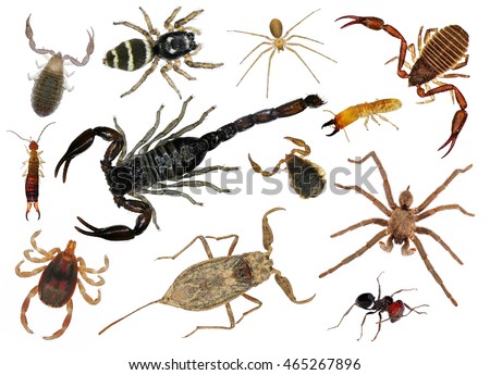 Insects - parasites and pests isolated on a white background. Macro