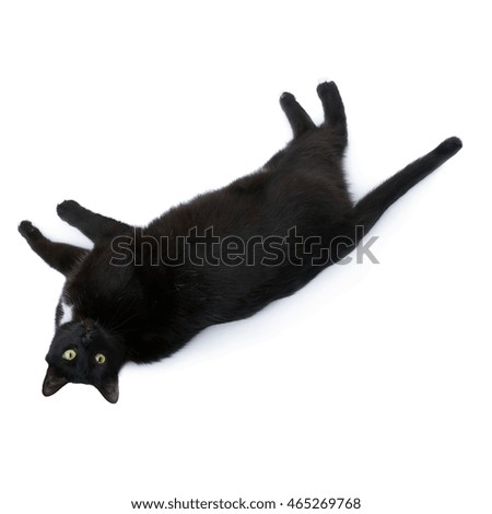 Lying on the floor black cat isolated over the white background