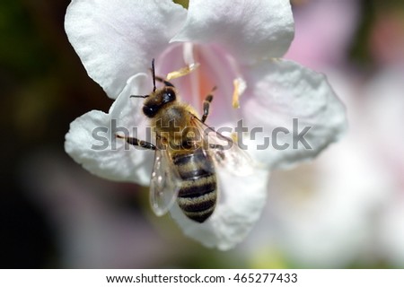 Close-up of a bee working on a pale pink flower on a sunny day in summer / macro