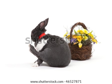 Easter bunny isolated on white background.