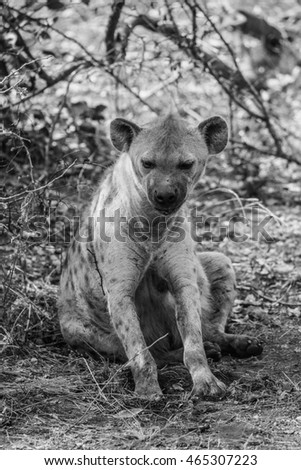 Spotted hyena sitting on ground, Kruger National Park