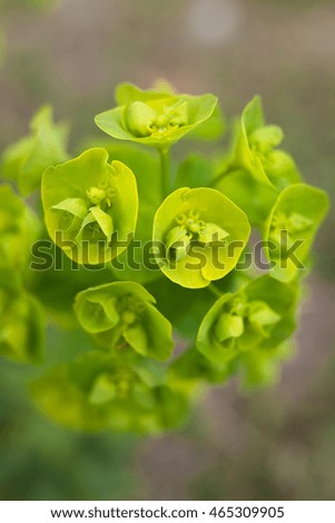 Macro picture of an green flower