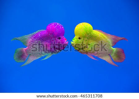 Flowerhorn Cichlid fish in aquarium, colorful fish
