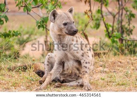 Spotted hyena sitting on ground, Kruger National Park