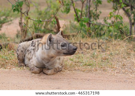 Spotted hyena lying on ground next to road, Kruger National Park