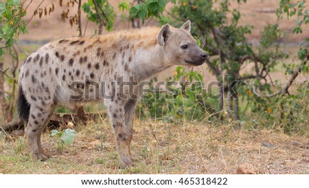 Spotted hyena standing in bush, Kruger National Park