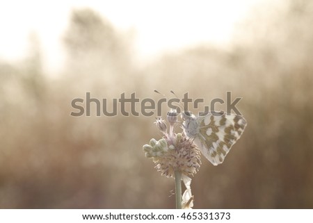 butterfly at sunset on flower