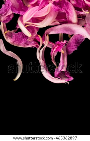 Frame of petals of pink peony