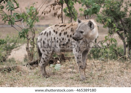 Spotted hyena walking through bush, Kruger National Park