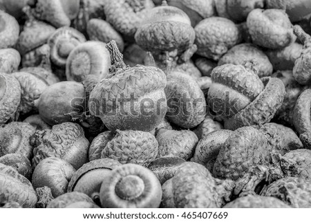 Stack of acorns, closeup view. Monochromatic processing. Abstract background.