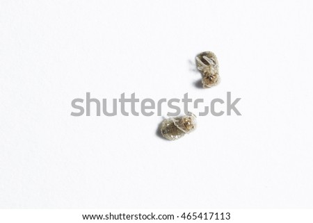 dead termites with white background isolated