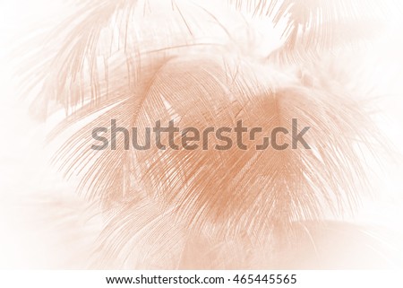 Brown feather texture abstract background