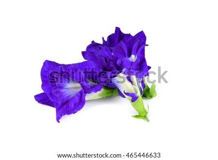 Butterfly Pea flower isolated on white background