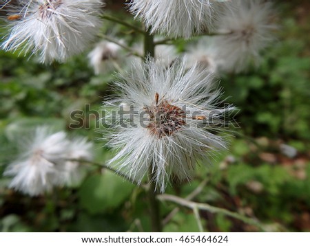 flowering white butterbur,background,White butterbur (Petasites albus)