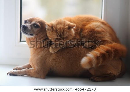 cat , dog Royalty-Free Stock Photo #465472178