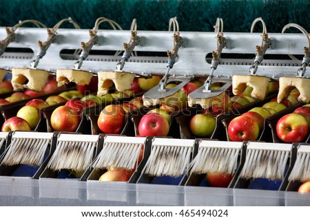 Clean and fresh apples on conveyor belt in food processing facility, ready for automated packing. Healthy fruits, food production and automated food industry concept. 
 Royalty-Free Stock Photo #465494024