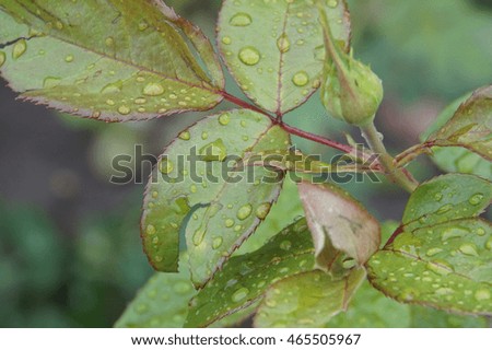 Close-up side view of Caucasian lepeskov and bud varieties with water drops roses after rain                               
