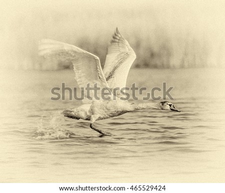 Goose takes off from the water surface in the Delta of the Volga River, Russia (stylized retro)