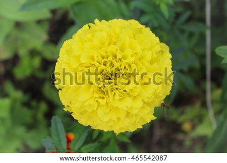 Big yellow chrysanthemum in the center of the photo