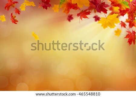Autumn leaves on a sunny background. Abstract background.