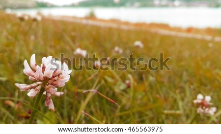 White Clover beside the river bank, Finland