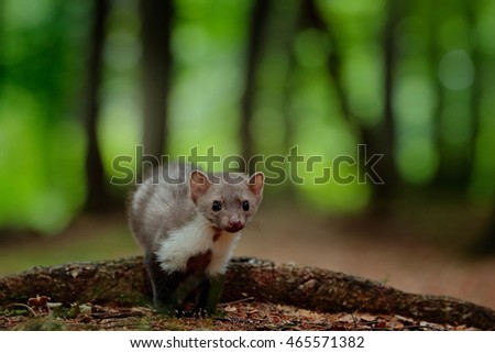 Stone marten, Martes foina, with green forest in background. Small predator in the nature habitat. Wildlife scene from Germany.