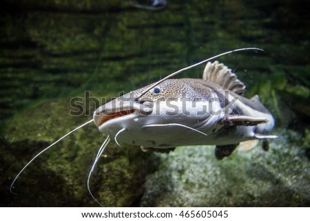 Redtail catfish (Phractocephalus hemioliopterus)  Royalty-Free Stock Photo #465605045