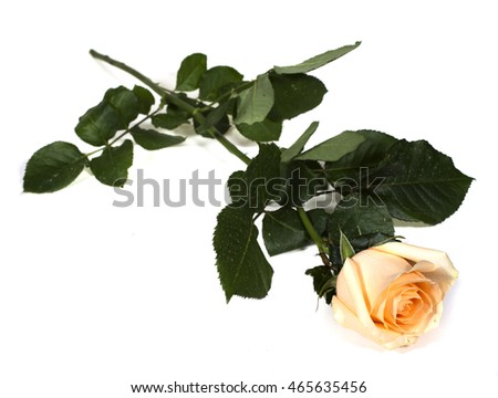 Rose isolated on white background