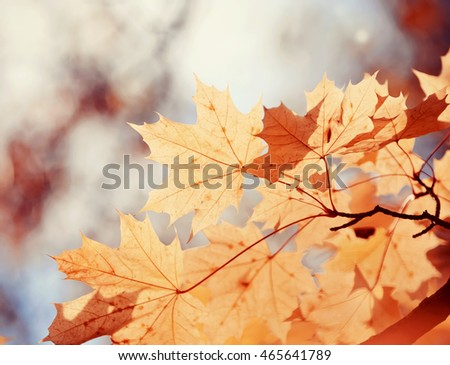 Autumn maple leaves on a branch on a background of dark sky. Golden autumn.
