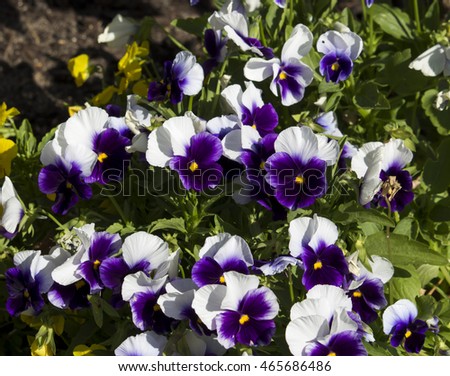 Pretty purple and pale blue flowers of pansy  derived by hybridization from several species in the section Melanium of the genus Viola particularly,  flowering in spring are delightfully cheerful.