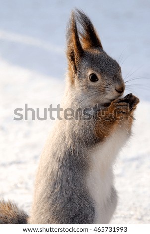 A gray squirrel sits on the white snow and gnaws nuts