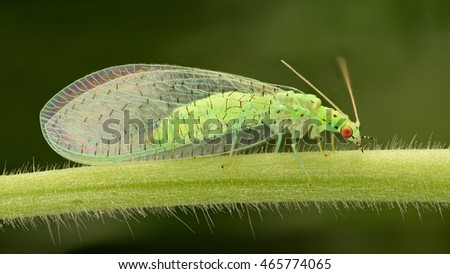 Extreme magnification - Lacewing, Pest control. Royalty-Free Stock Photo #465774065