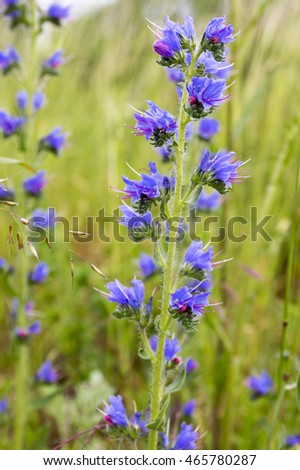 Echium vulgare, viper's bugloss, blueweed in bloom Royalty-Free Stock Photo #465780287