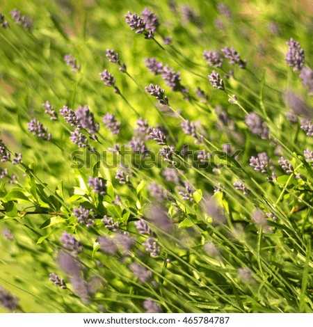 Lavender Flowers  