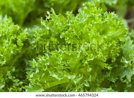 Lettuce. - Stock image