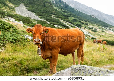 Idyllic summer landscape in the mountains with cows grazing on fresh green mountain pastures in the green valley and the mountain peaks in the background, Bulgaria, Pirin mountain range