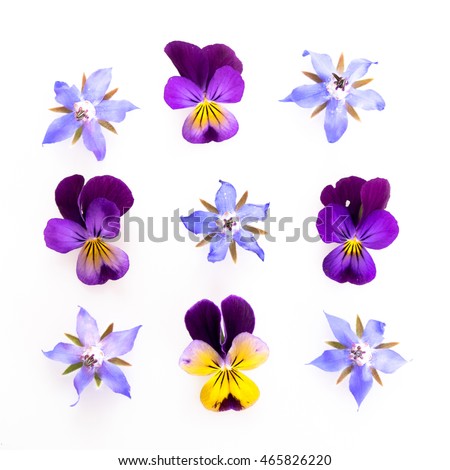 Purple and blue edible flowers: viola and borage - high key image. Royalty-Free Stock Photo #465826220