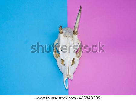 Deer Skull With Antlers on Multicolored Yellow and Pink Background