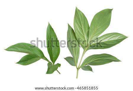 Peony leaves isolated on white background