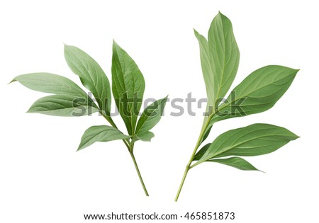 Peony leaves isolated on white background