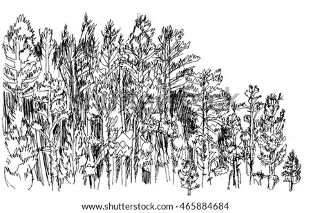 Wild coniferous forest. Vector freehand drawing. Sketch on a white background. Ink pen drawing