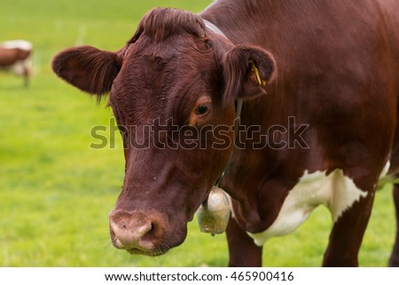 Close-up of cow's head on a green pasture