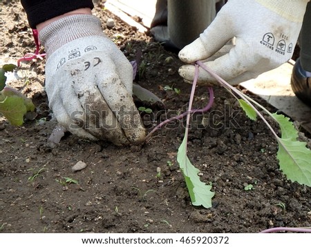 Hand planting kohlrabi,work in a garden,