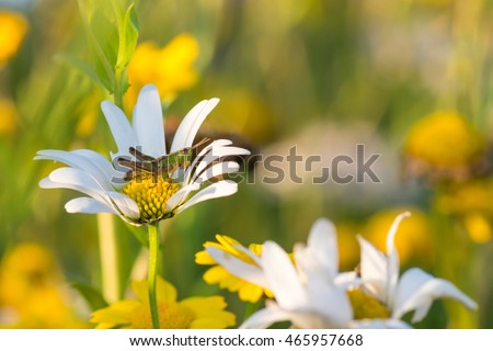 grasshopper sitting in the sun on a daisy