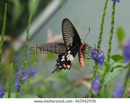 swallow tail butterfly on small purple leaf