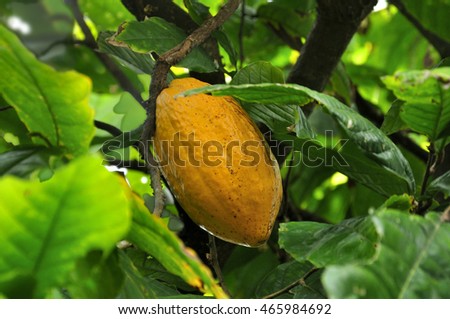 Cocoa fruit ripens on the trees. cocoa farm in the Dominican Republic. Photo partially tinted.
