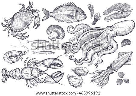 Vector set. Seafood crab, lobster, shrimp, fish, anchovies, oysters, scallops, octopus, squid, mussels, salmon. Illustration vintage style. Templates for design sea shops, restaurants, markets. Royalty-Free Stock Photo #465996191