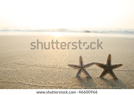 picture of starfish on the beach in the sand